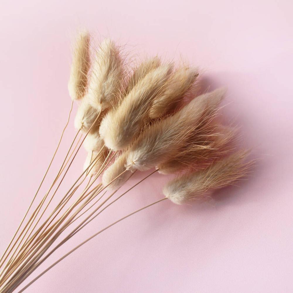 20 Natural Bunny Tail Stems | Dried flowers Dried flowers Dried flowers