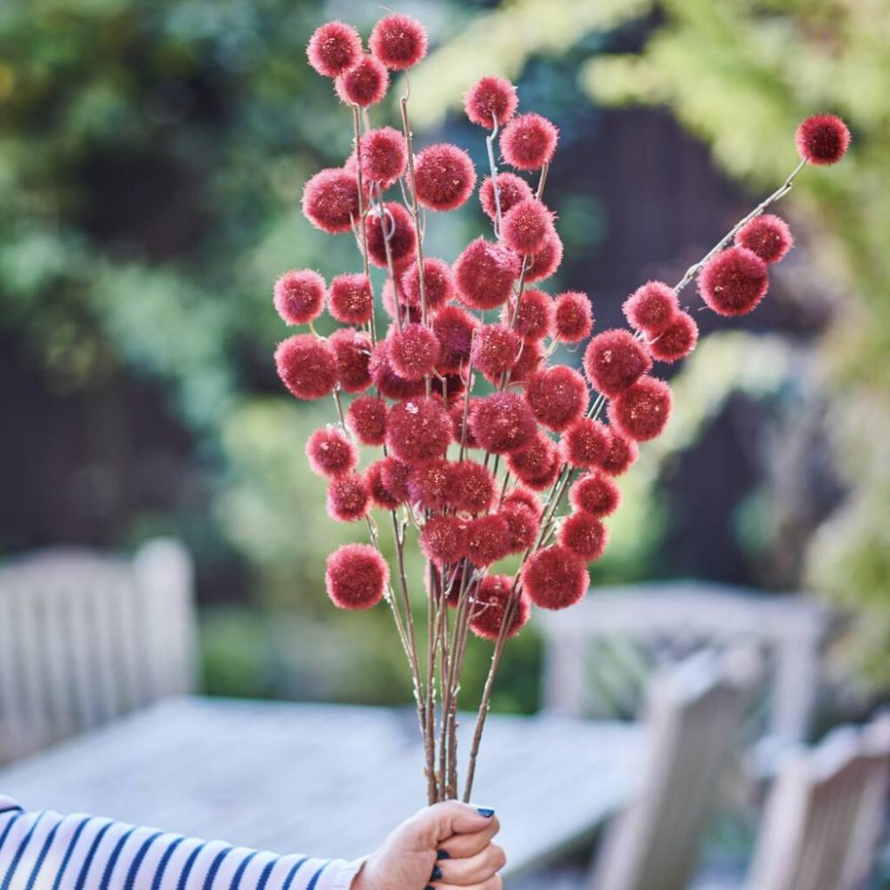 Onion Grass Dried Flowers | Dried flowers Dried flowers Dried flowers