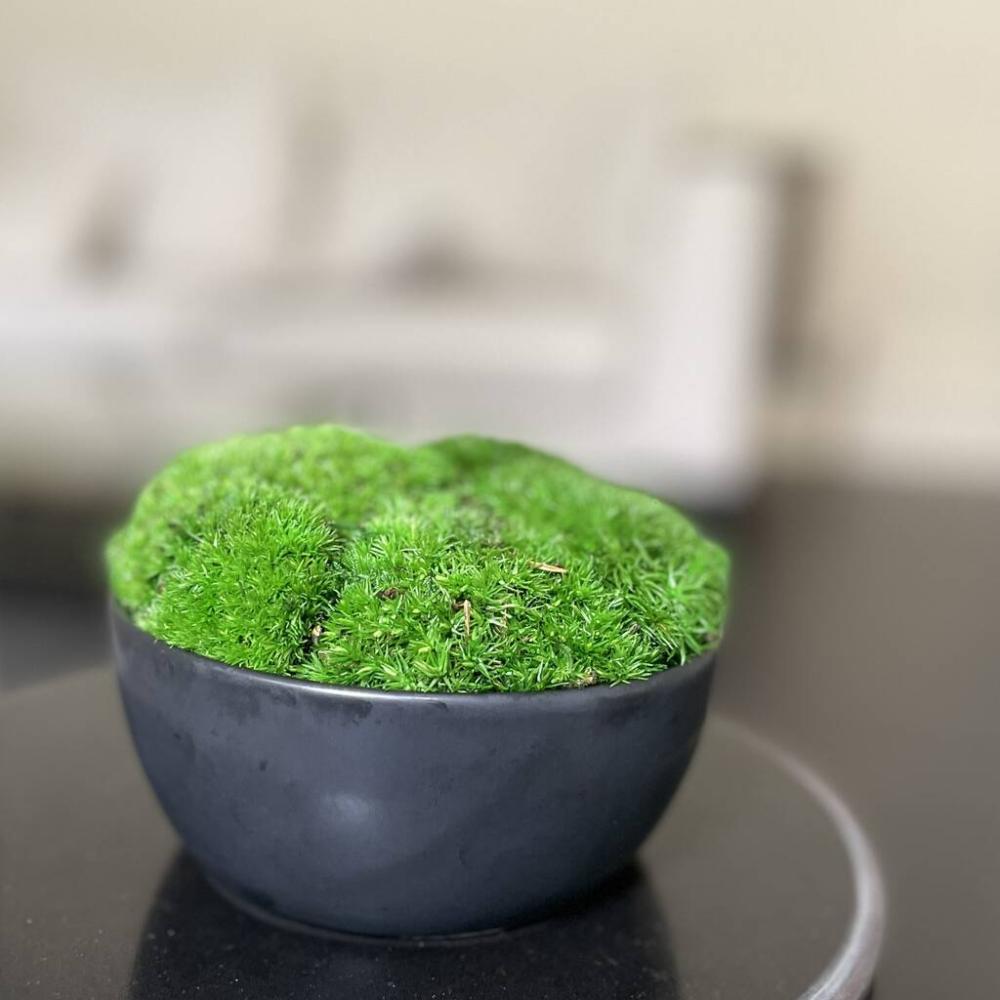 Preserved Small Moss Bowl | Dried flowers Dried flowers Dried flowers