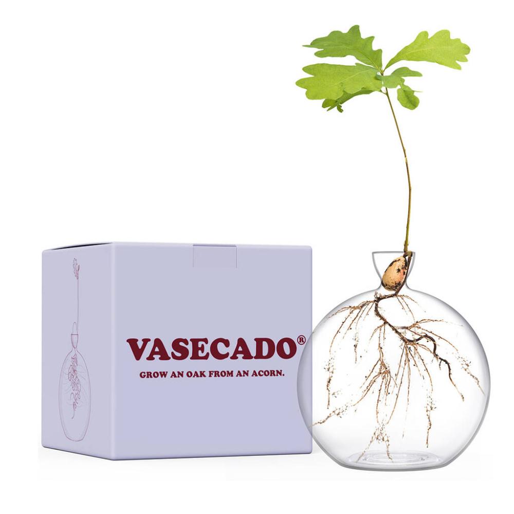 Vasecado Vase For Acorns, Grow An Oak From An Acorn | Vases Home Accessories Vases