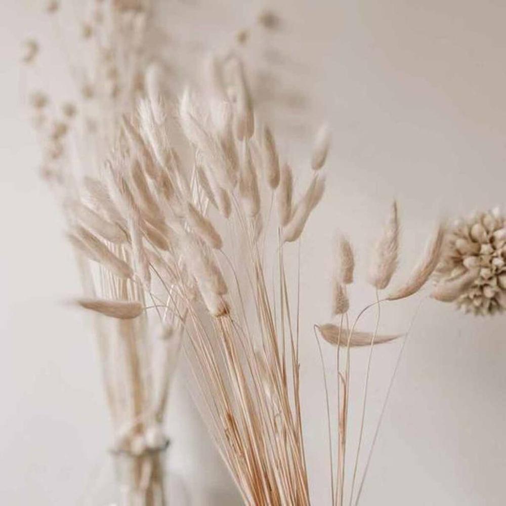 White Bunny Tail Dried Flowers 20 Stems 65cm | Dried flowers Dried flowers Dried flowers