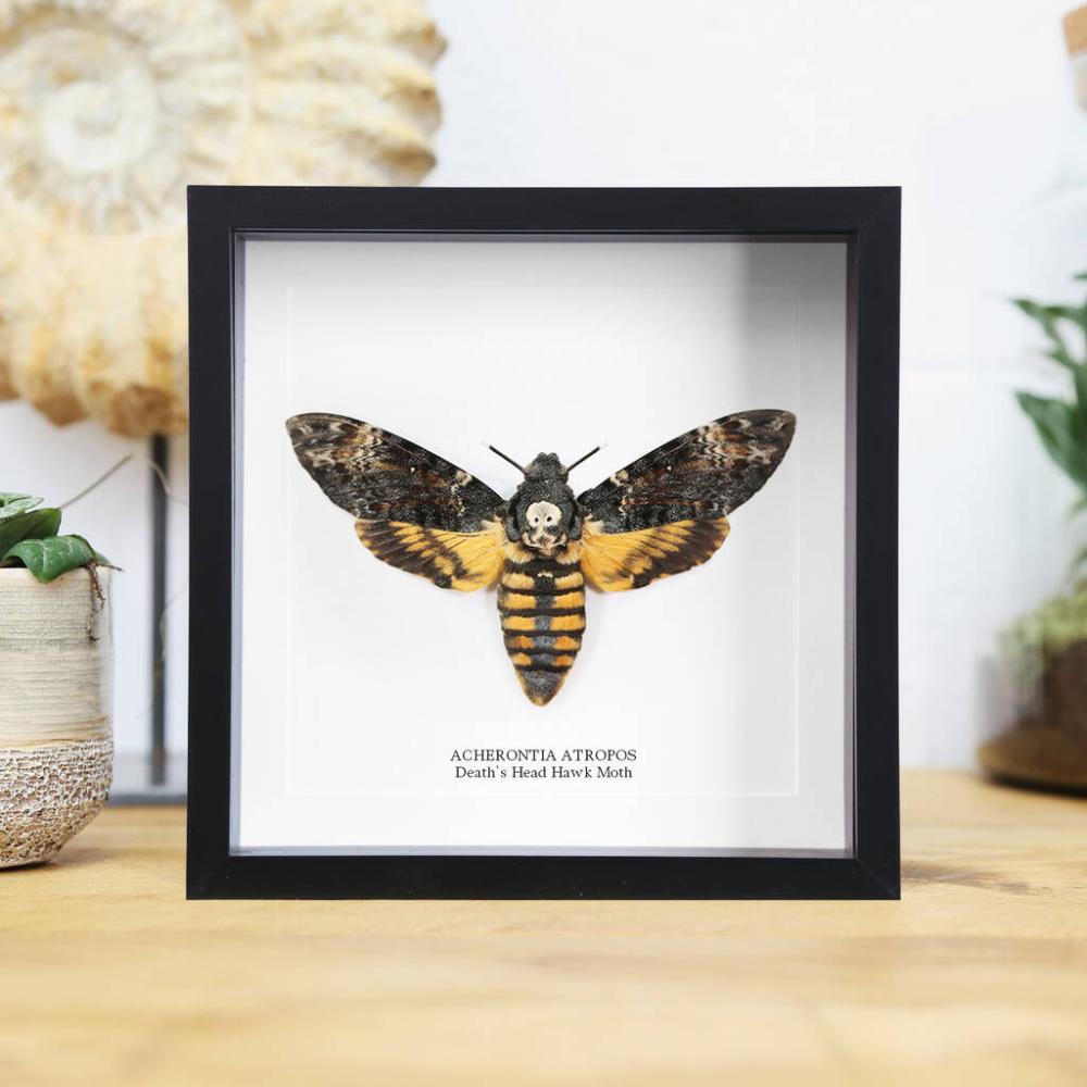 Death’s Head Hawkmoth Handcrafted Frame | Picture frames Home Accessories Picture frames